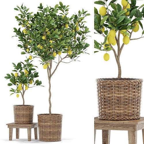 Plants collection 422 3D model