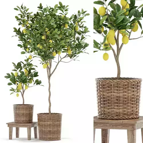 Plants collection 422