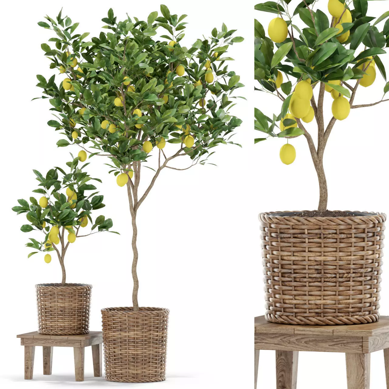 Plants collection 422 3D model