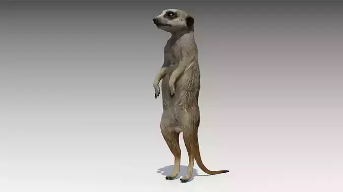 Meerkat Animated