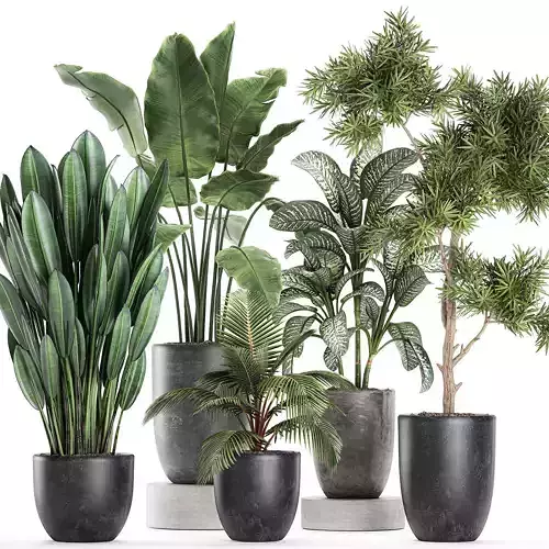 Collection of decorative plants in flowerpots 756
