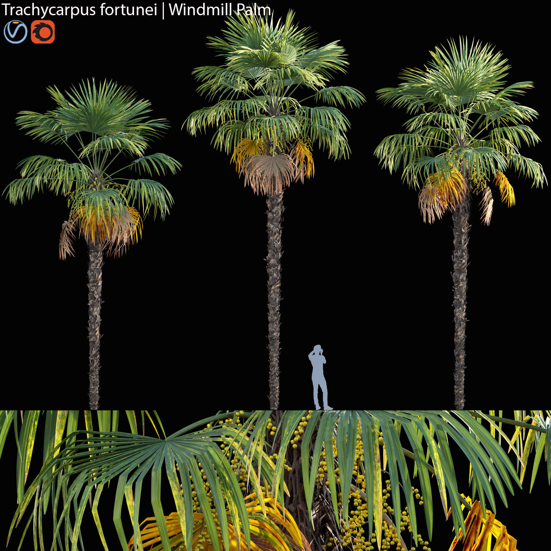 Trachycarpus fortunei - Windmill Palm - Chusan Palm - 01 3D model_1