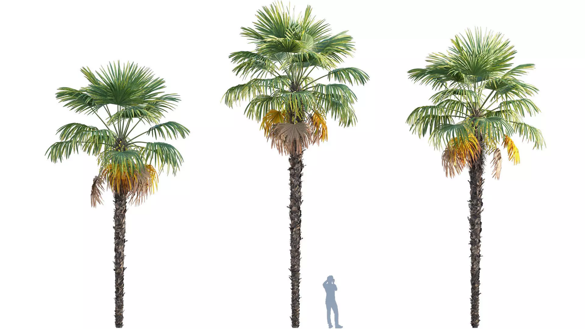 Trachycarpus fortunei - Windmill Palm - Chusan Palm - 01 3D model_0