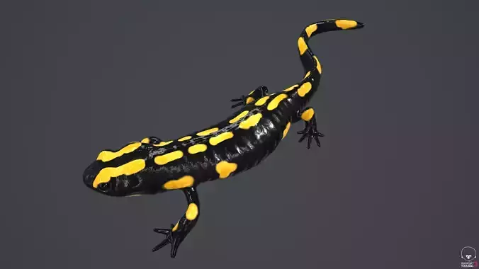 Salamander spotted Low-poly 3D model