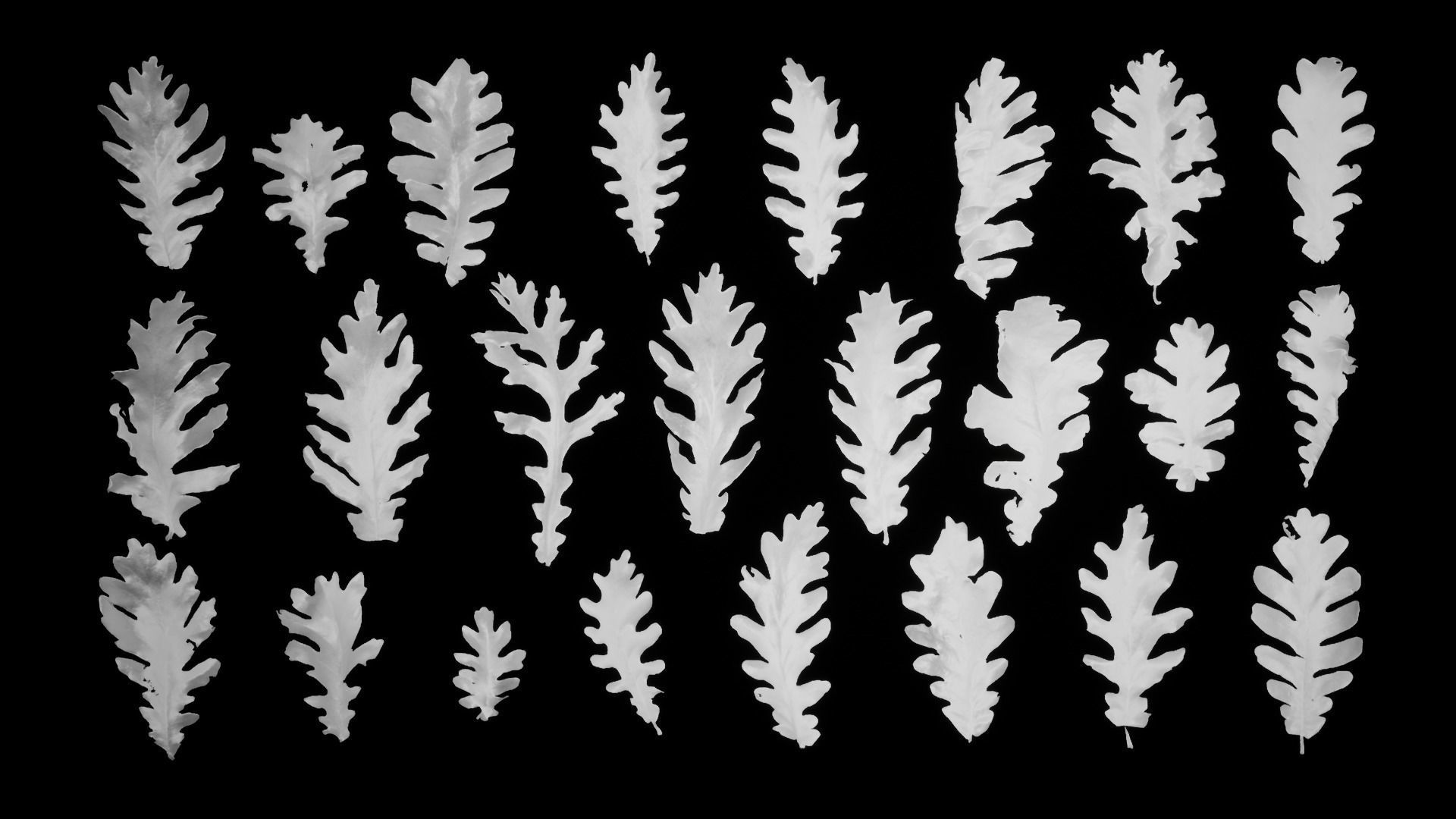 Dead Oak Leaves 4K Scanned Low-poly 3D model_15