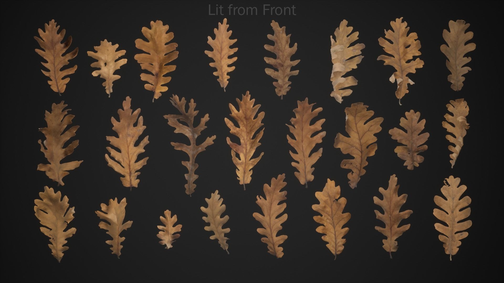 Dead Oak Leaves 4K Scanned Low-poly 3D model_2