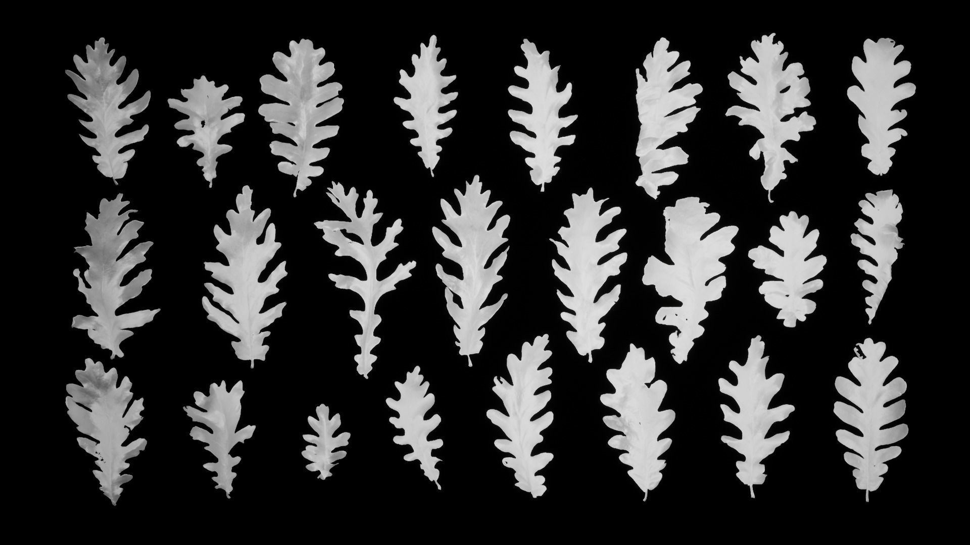 Dead Oak Leaves 4K Scanned Low-poly 3D model_13