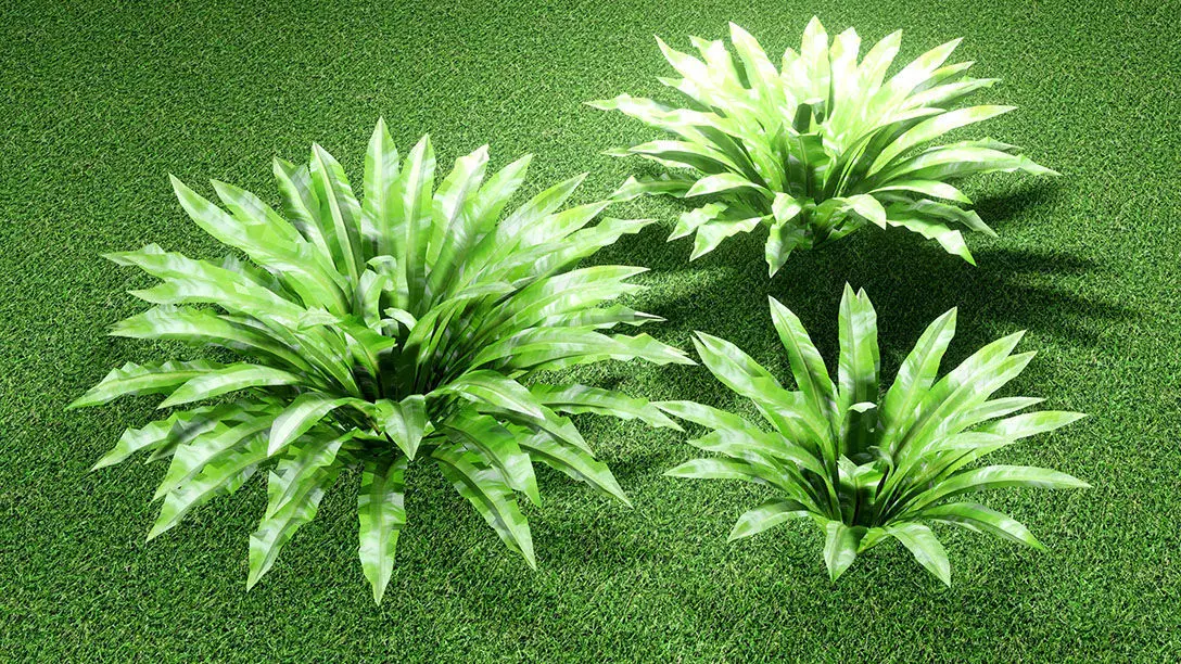 ASPLENIUM NIDUS 3D model