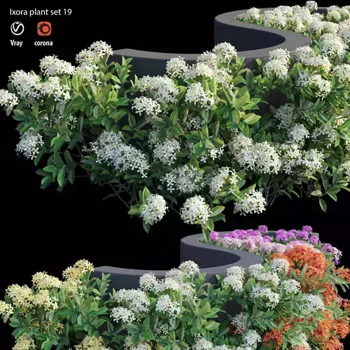 Ixora plant set 19  3D model