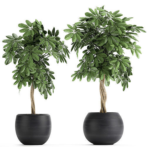 Decorative Schefflera in flowerpots 758 3D model