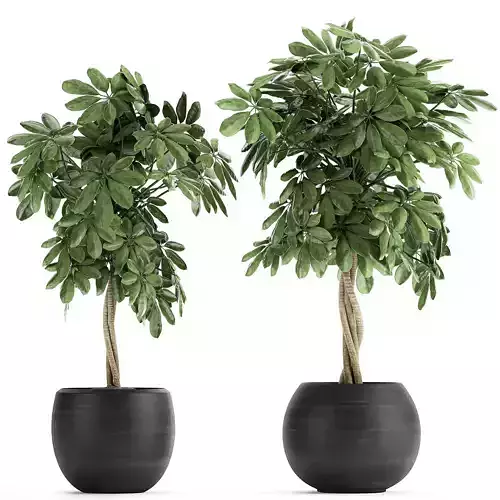 Decorative Schefflera in flowerpots 758 3D model