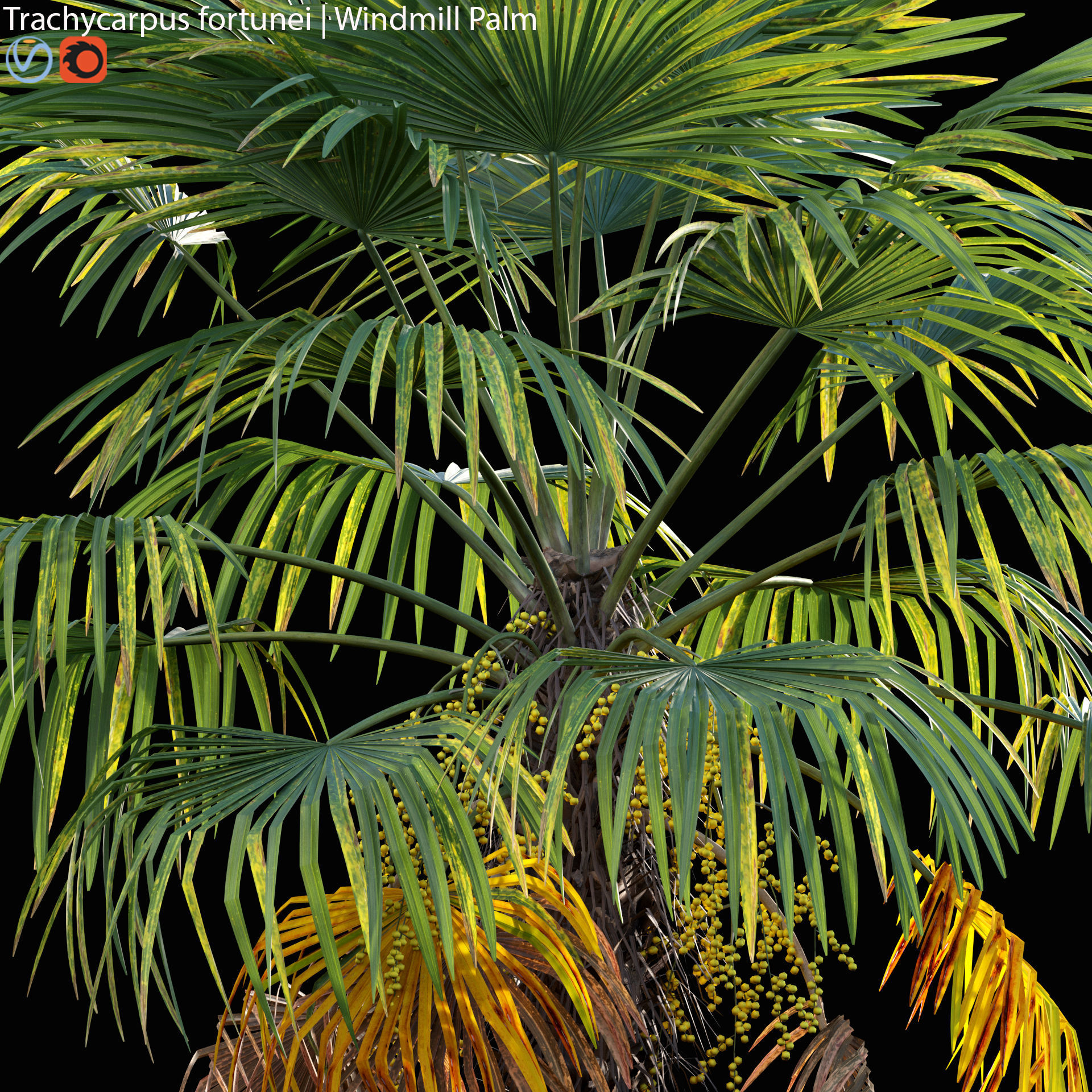 Trachycarpus fortunei - Windmill Palm - Chusan Palm - 02 3D model_2