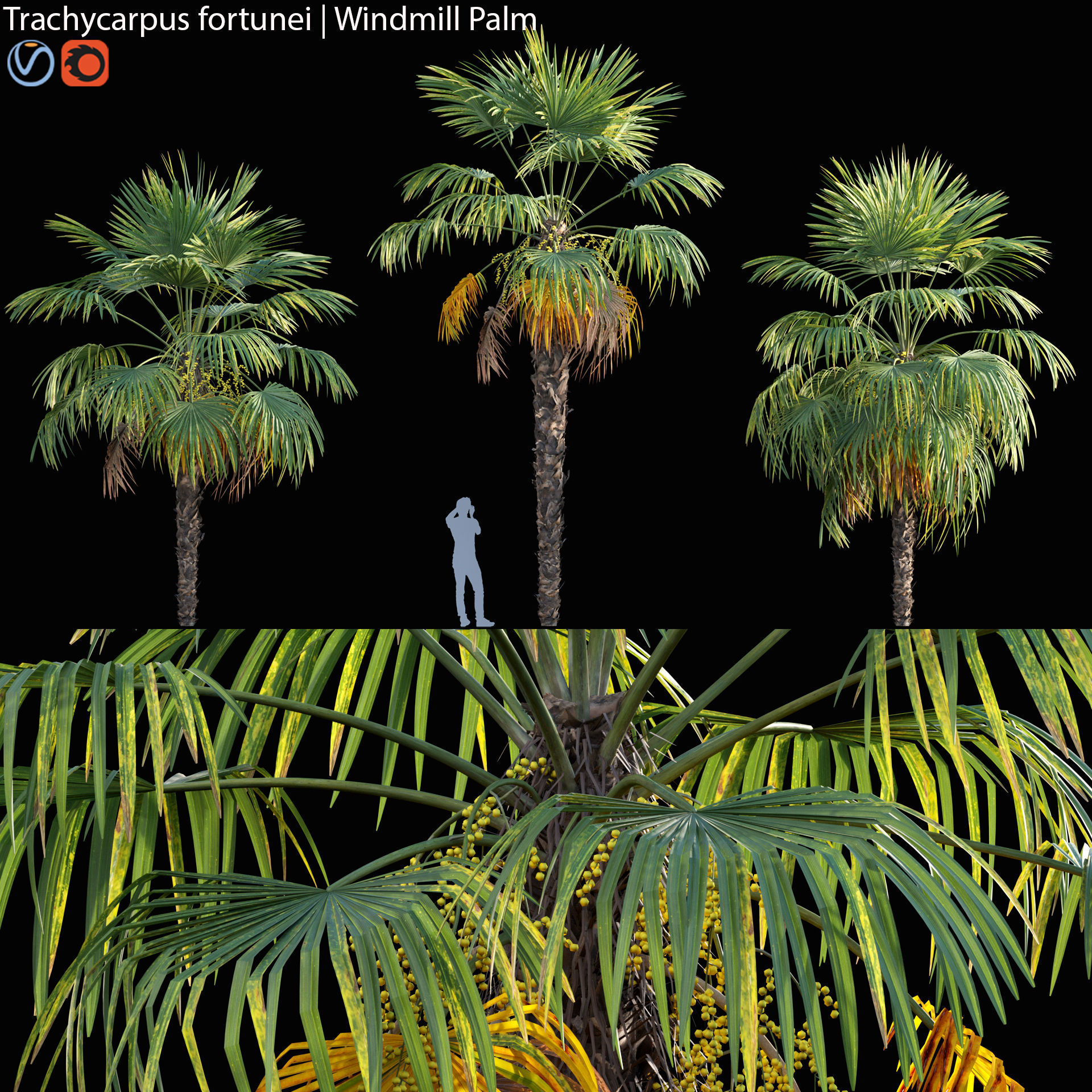Trachycarpus fortunei - Windmill Palm - Chusan Palm - 02 3D model_1