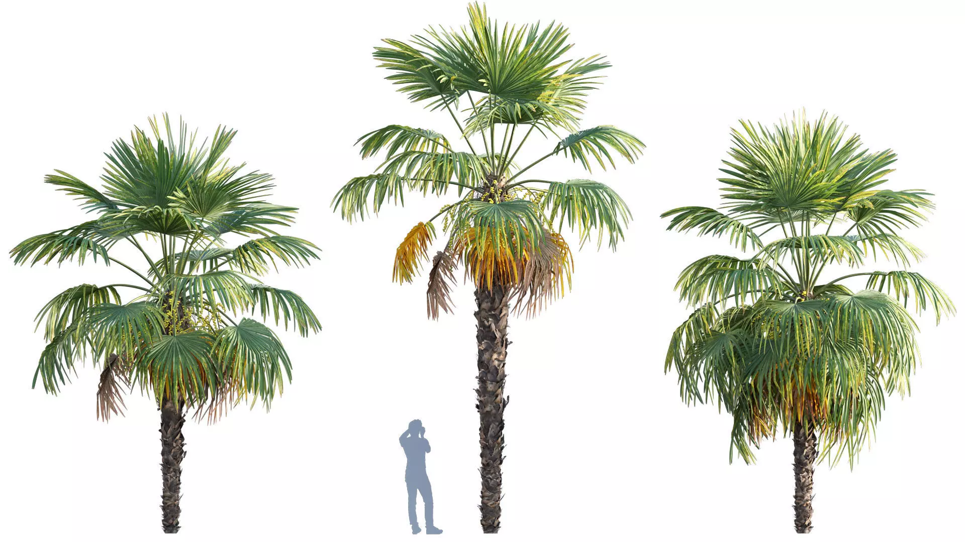 Trachycarpus fortunei - Windmill Palm - Chusan Palm - 02 3D model_0