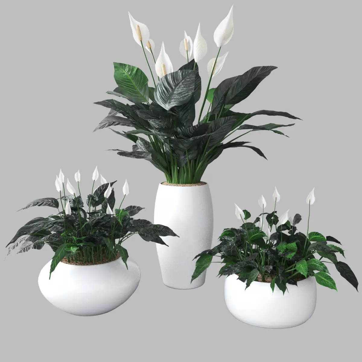 Peace lily 3D model