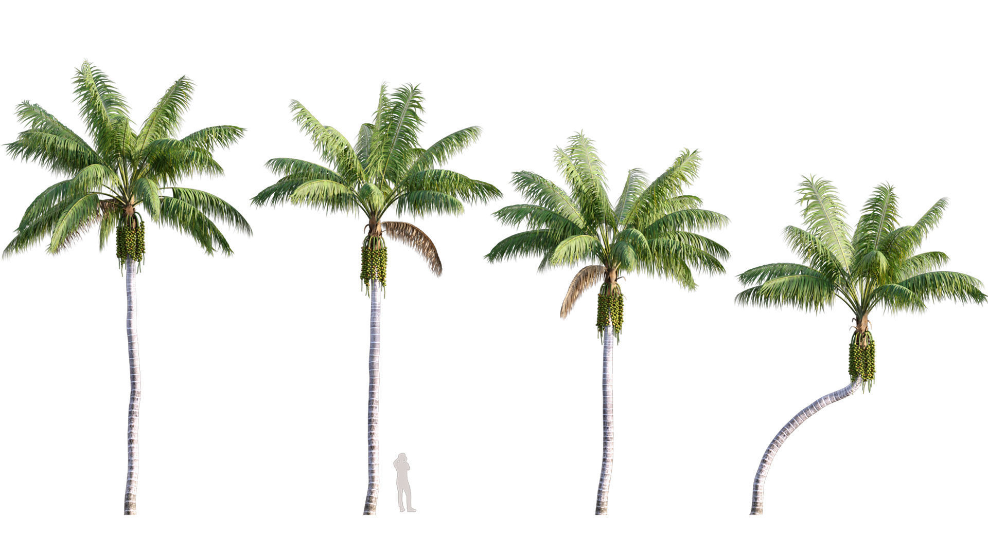 Howea forsteriana Mature - Kentia Palm Mature - 01
