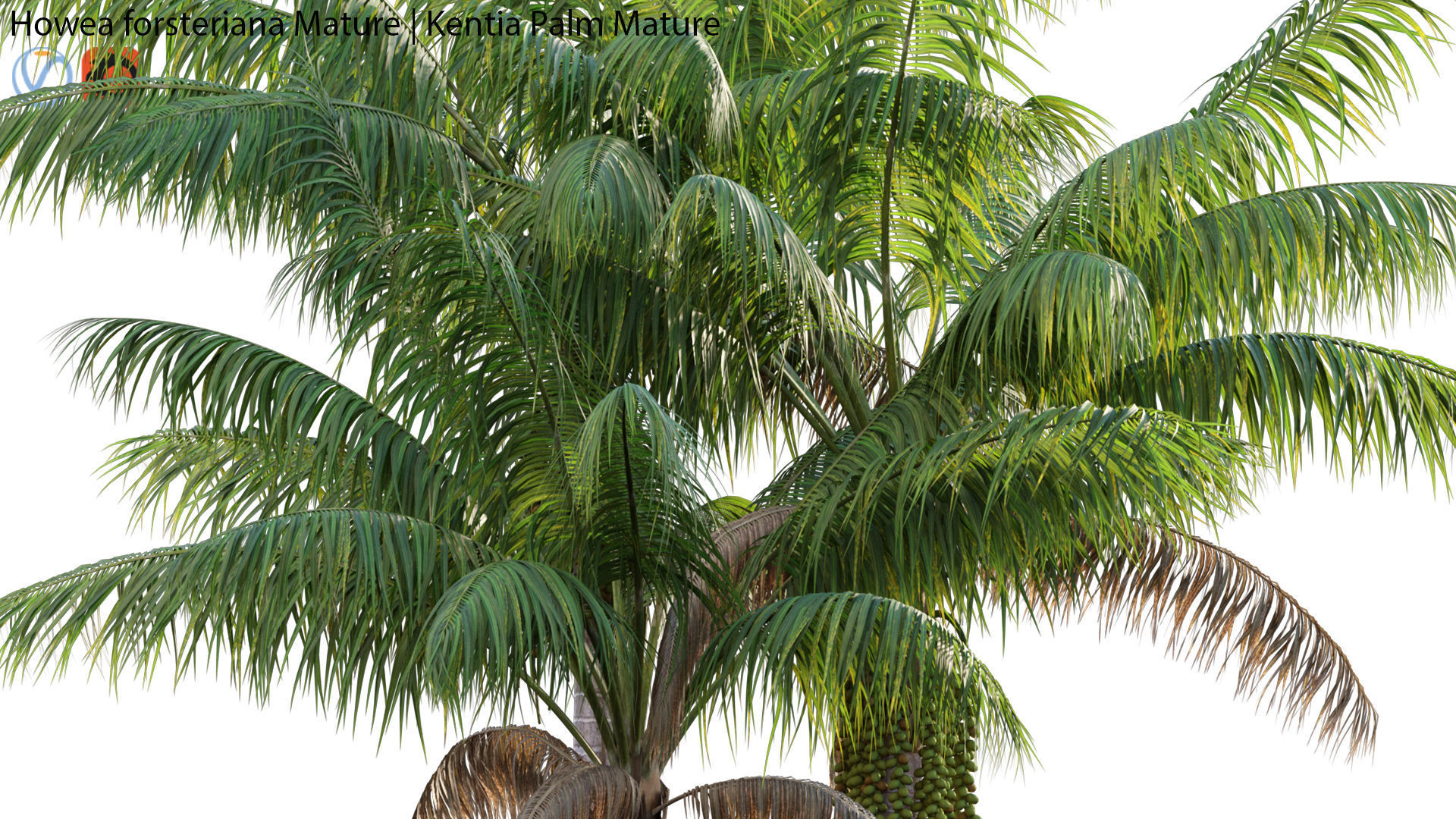 Howea forsteriana Mature - Kentia Palm Mature - 01 3D model_2