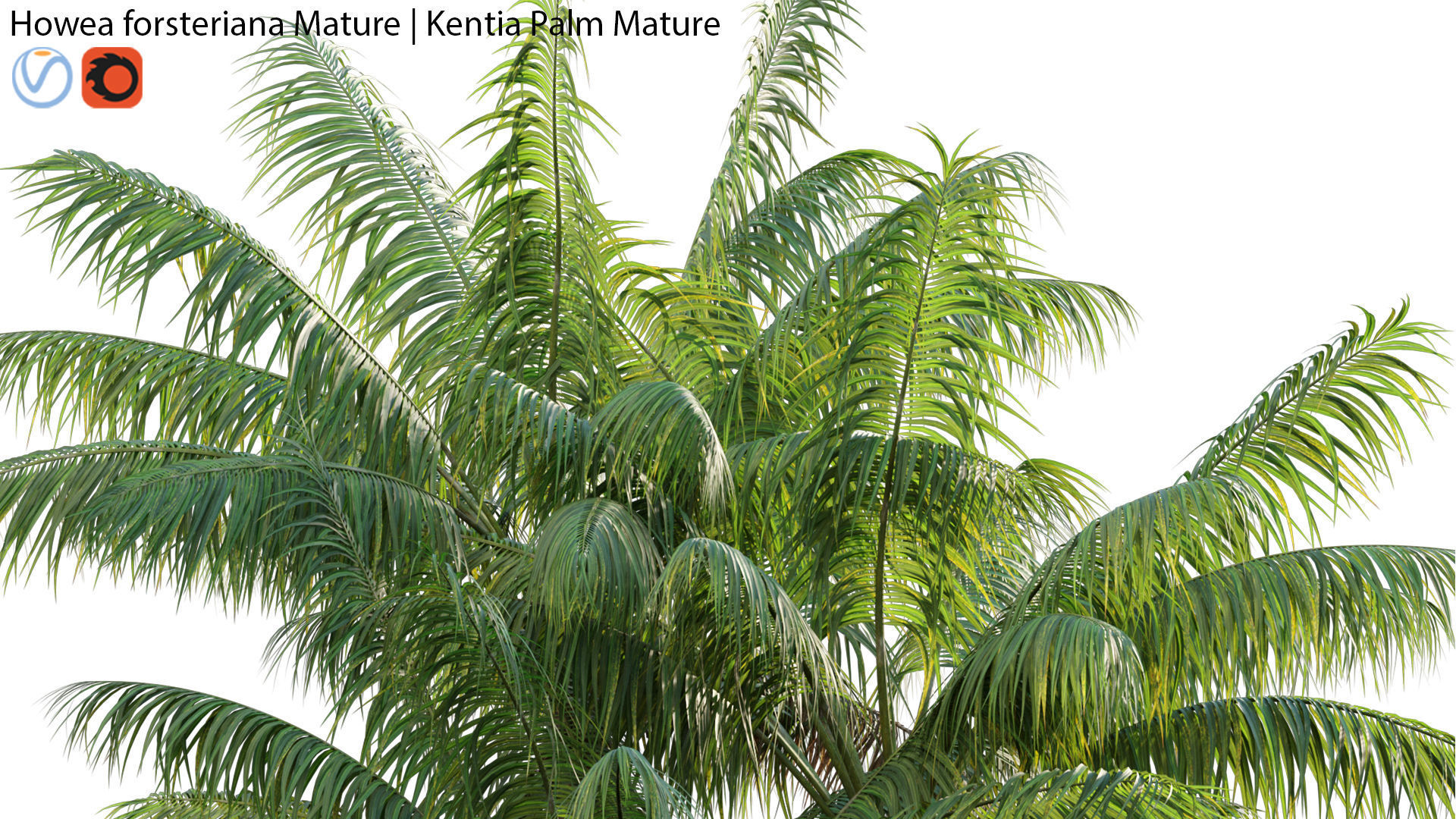 Howea forsteriana Mature - Kentia Palm Mature - 01 3D model_1