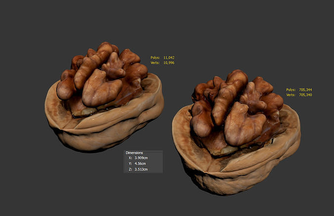 Walnut 3D model 7