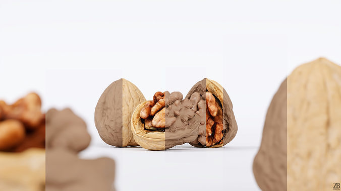 Walnut 3D model 3