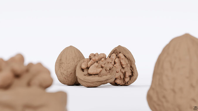 Walnut 3D model 2