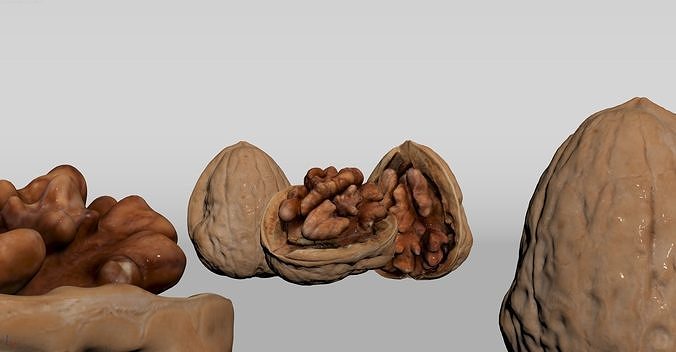 Walnut 3D model 5