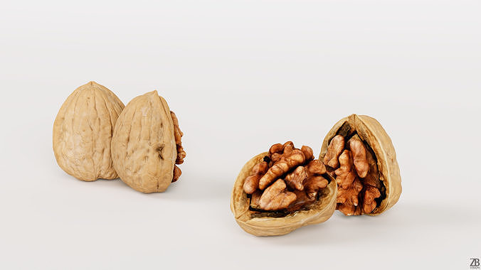 Walnut 3D model 4