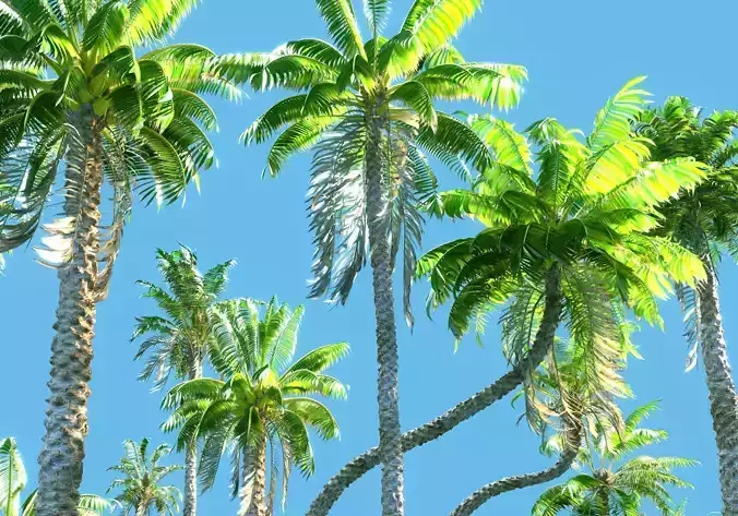  Animated Palm Trees 3D model