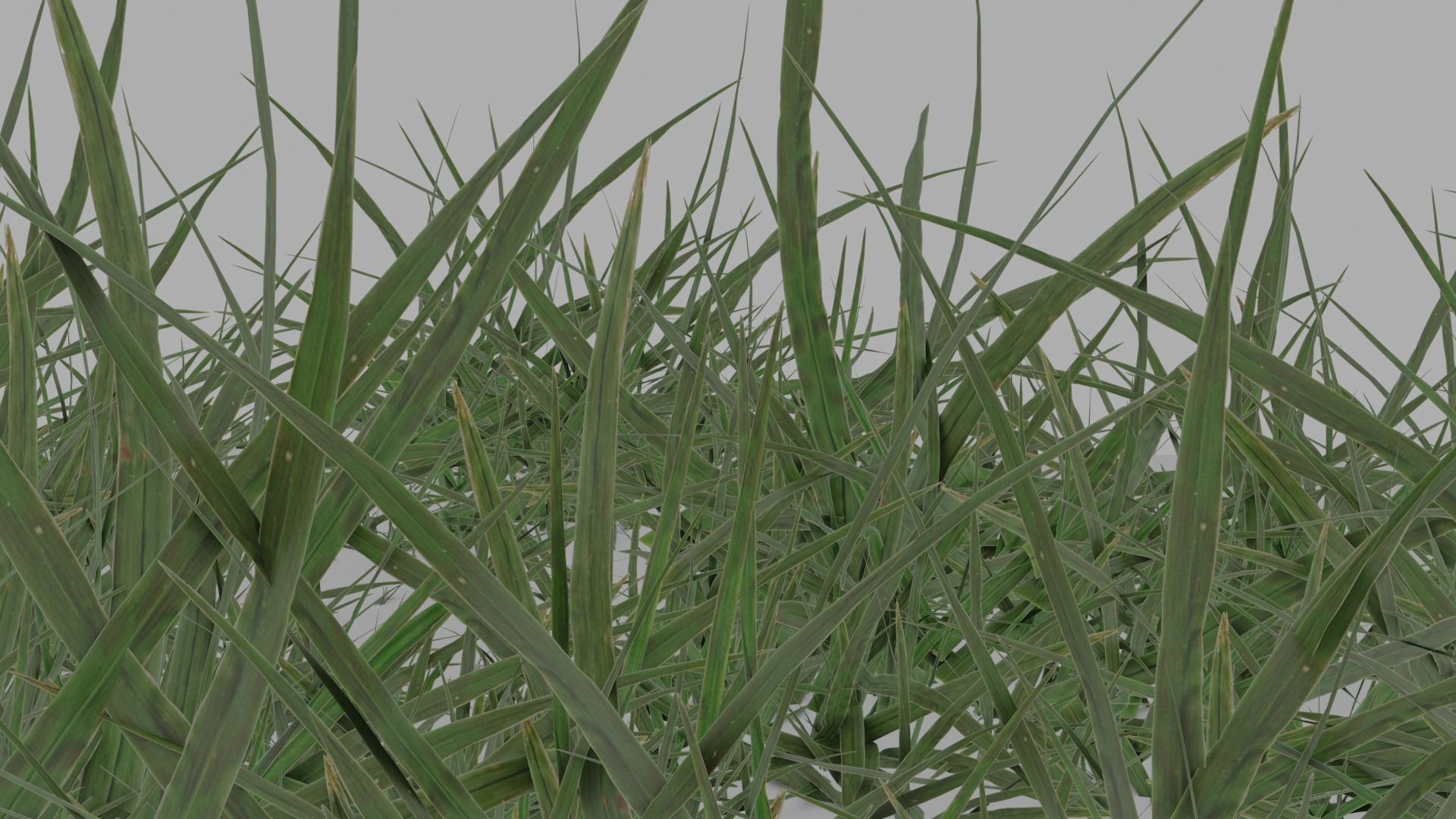 HD Grass Cluster Low-poly 3D model_2