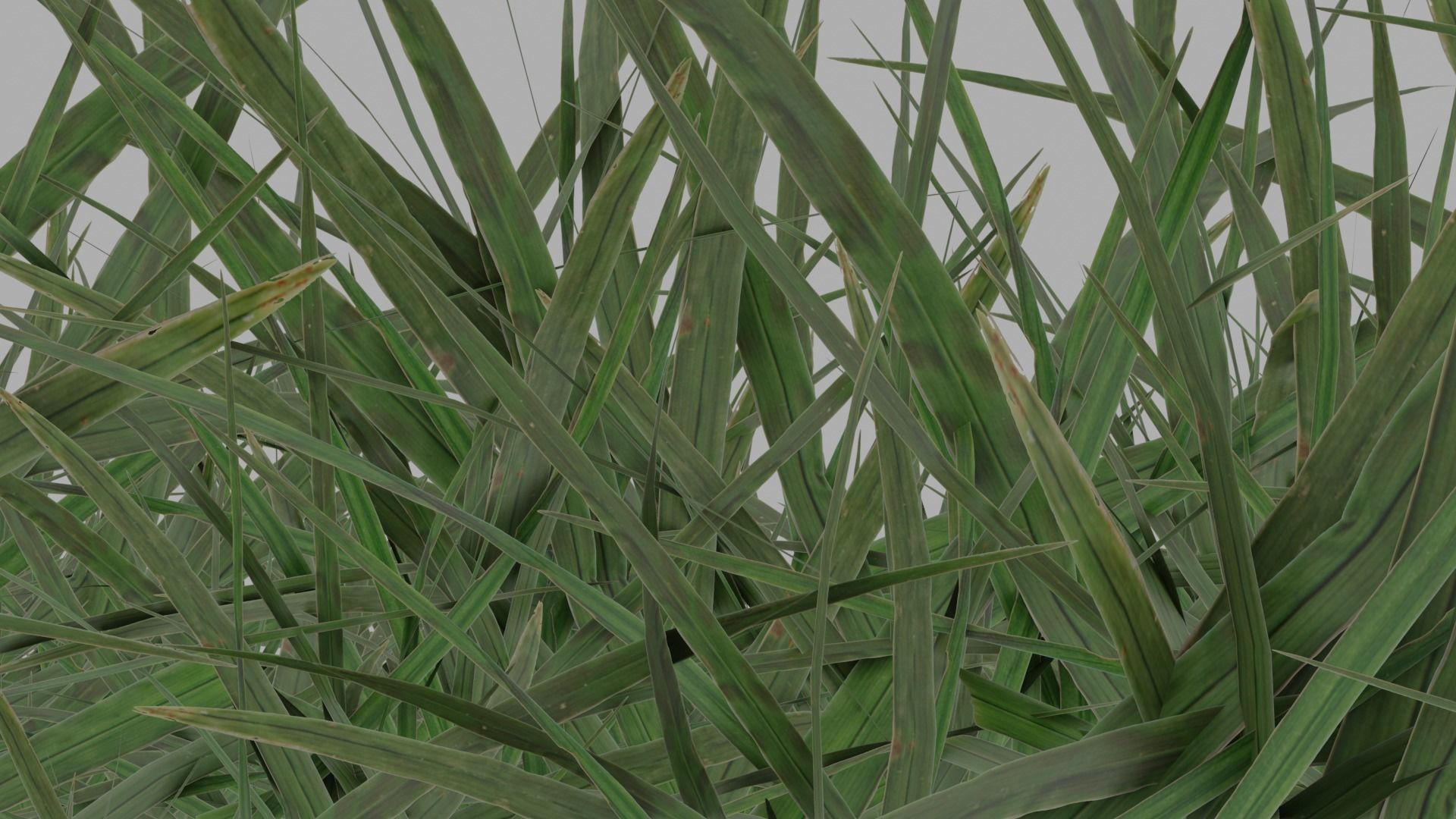 HD Grass Cluster Low-poly 3D model_3