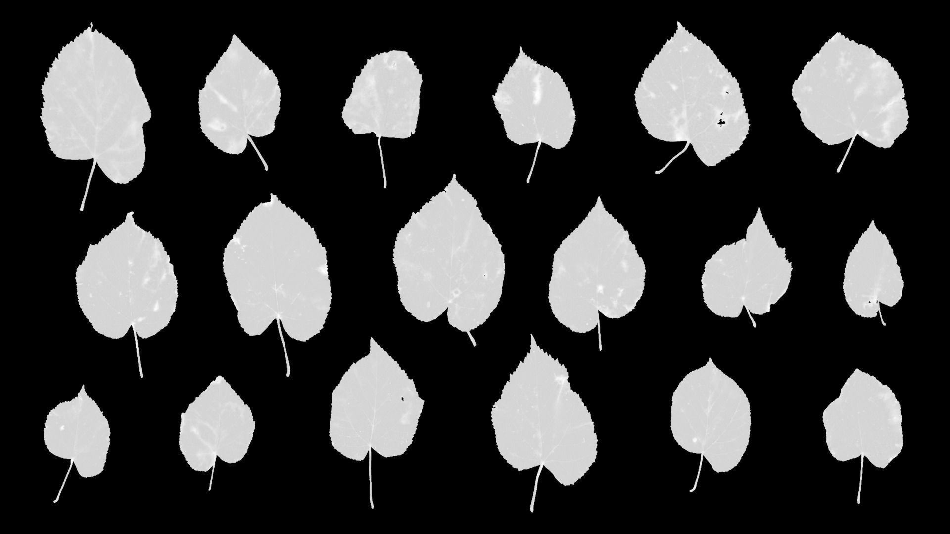 Tilia Autumn Leaves 4k Scanned Low-poly 3D model_18