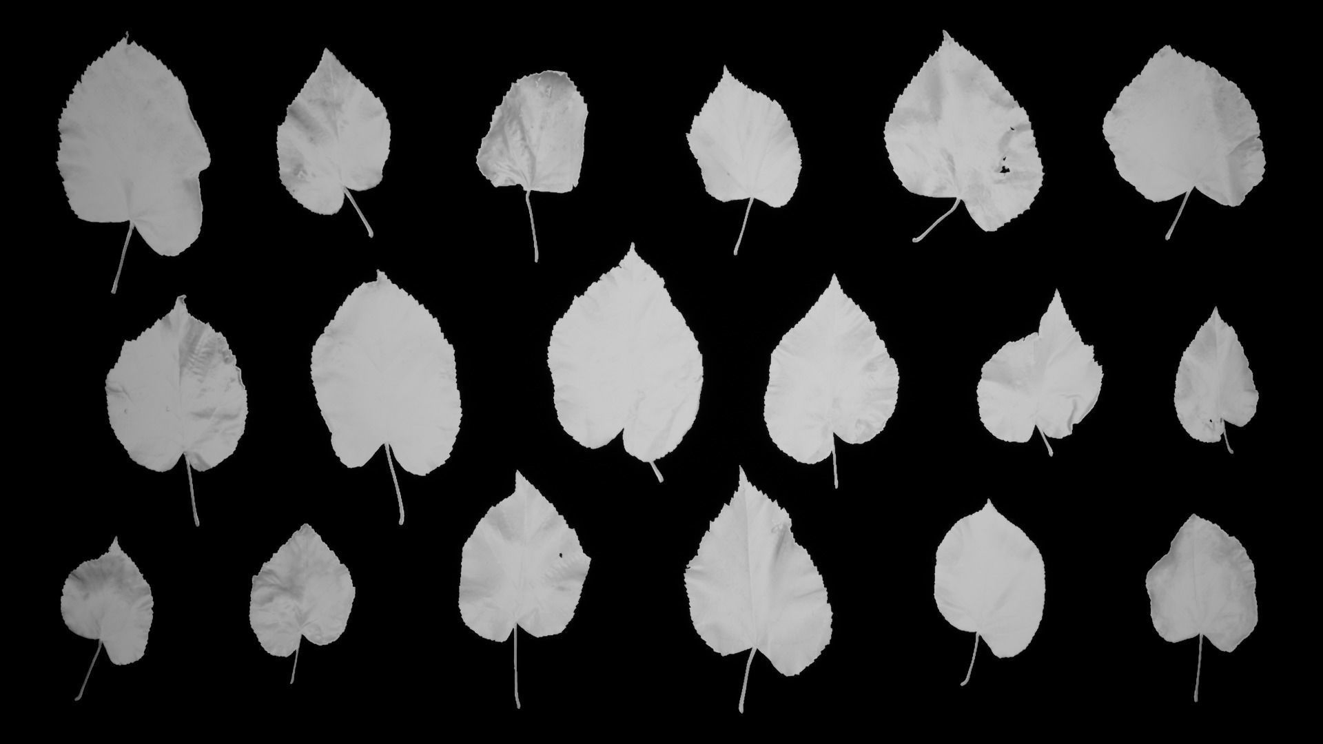 Tilia Autumn Leaves 4k Scanned Low-poly 3D model_15