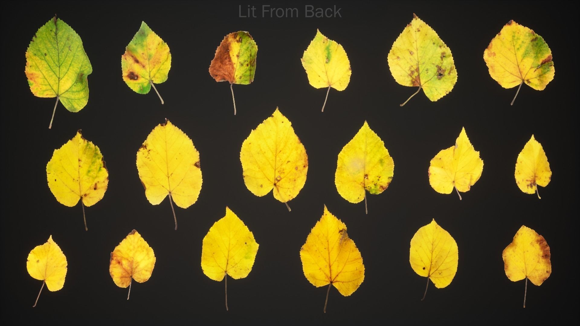 Tilia Autumn Leaves 4k Scanned Low-poly 3D model_2