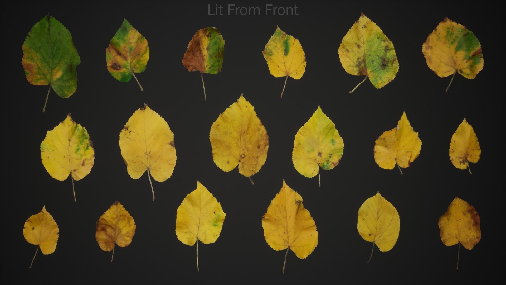 Tilia Autumn Leaves 4k Scanned Low-poly 3D model_1