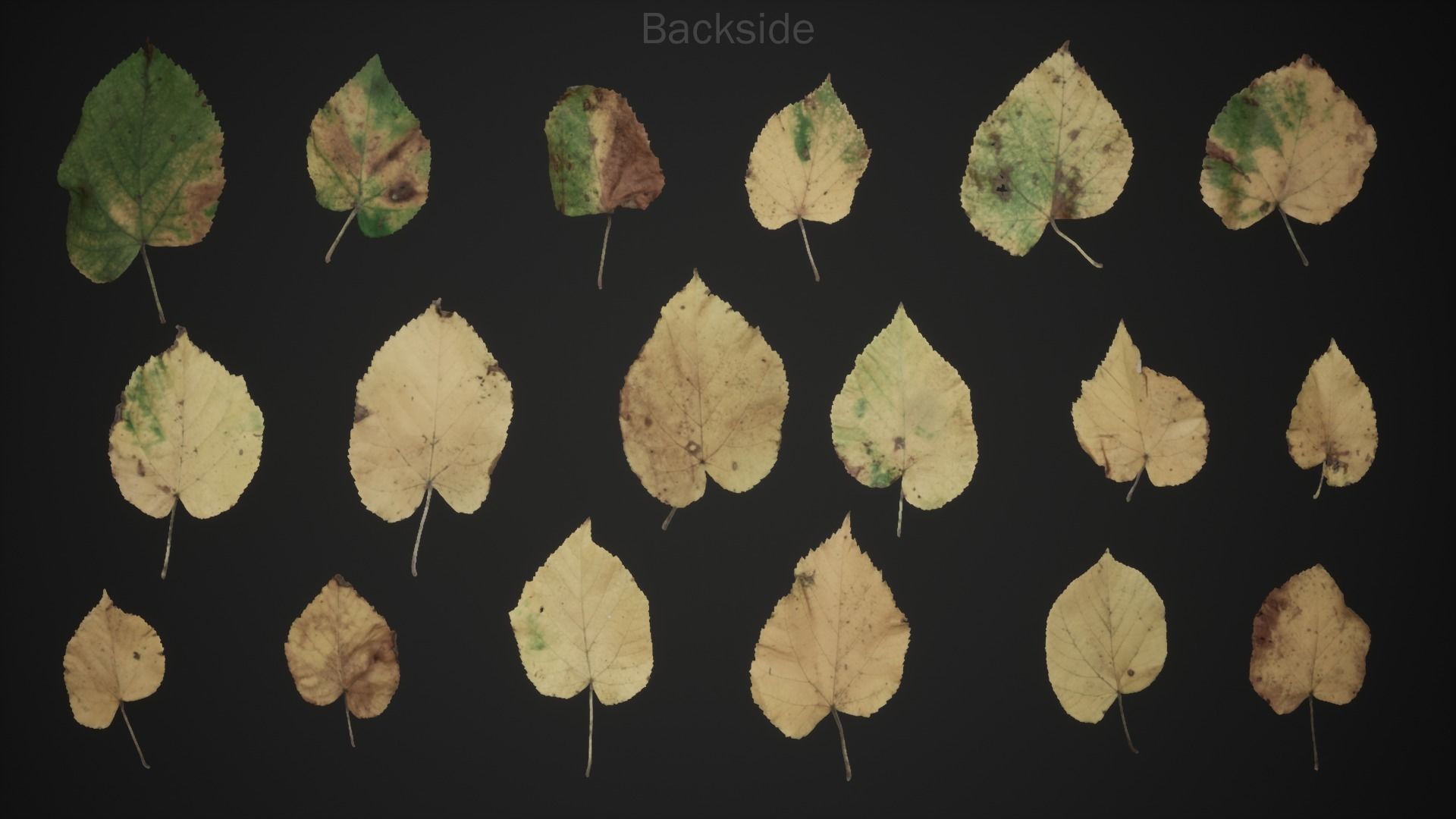 Tilia Autumn Leaves 4k Scanned Low-poly 3D model_5