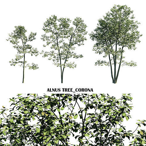 Alnus tree Low-poly 3D model