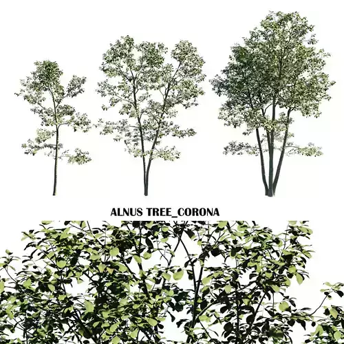 Alnus tree Low-poly 3D model