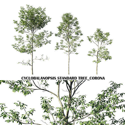 Cyclobalanopsis glauca tree Low-poly 3D model