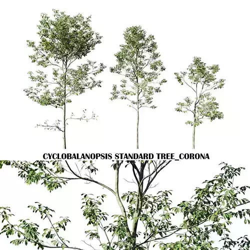 Cyclobalanopsis glauca tree Low-poly 3D model