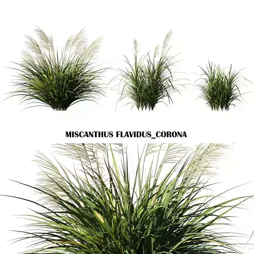 Miscanthus Flavidus plant
