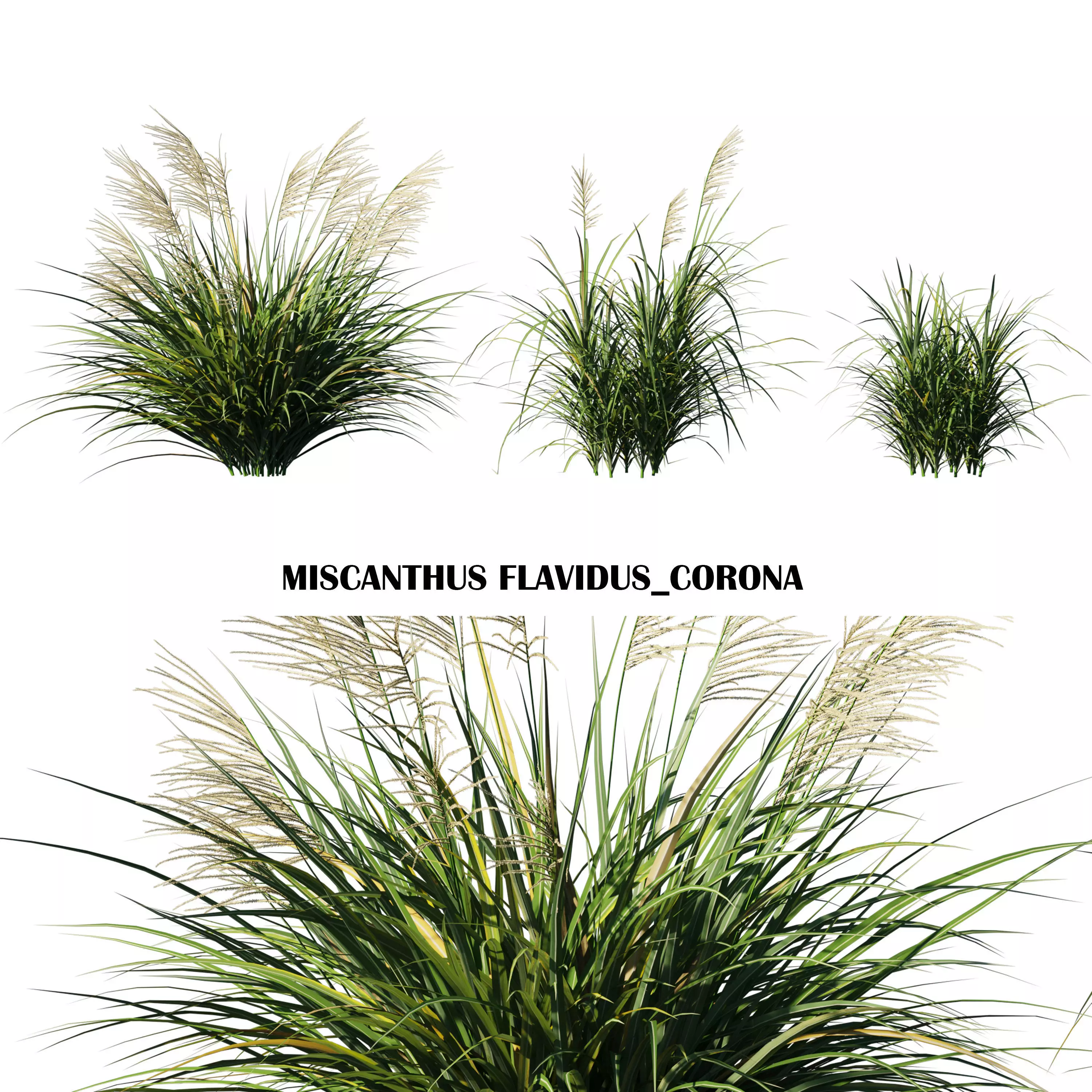 Miscanthus Flavidus plant Low-poly 3D model