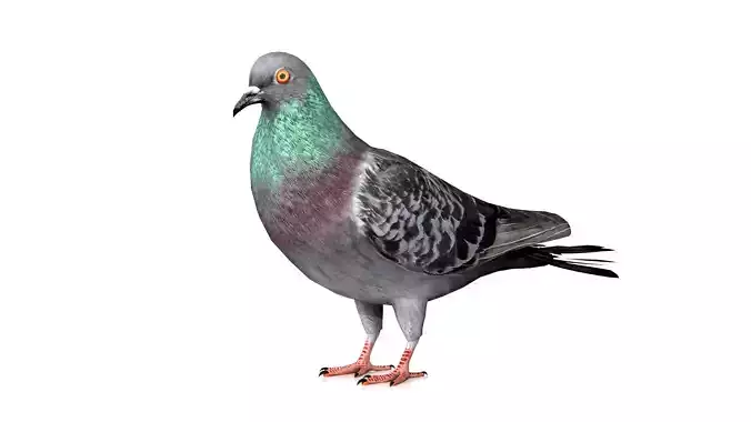 Pigeon Bird Low-poly 3D model