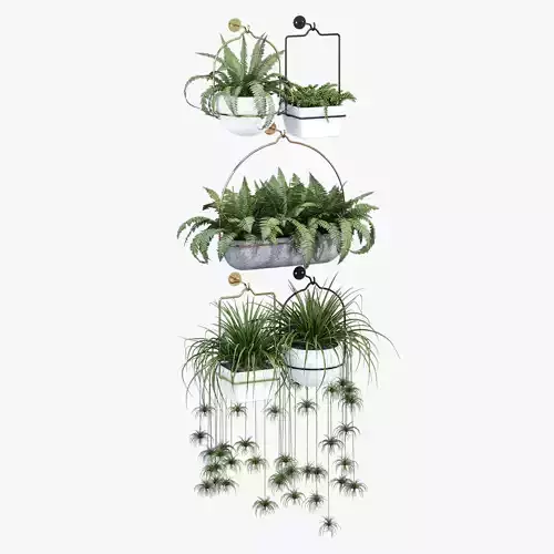 amazon three hanging plants