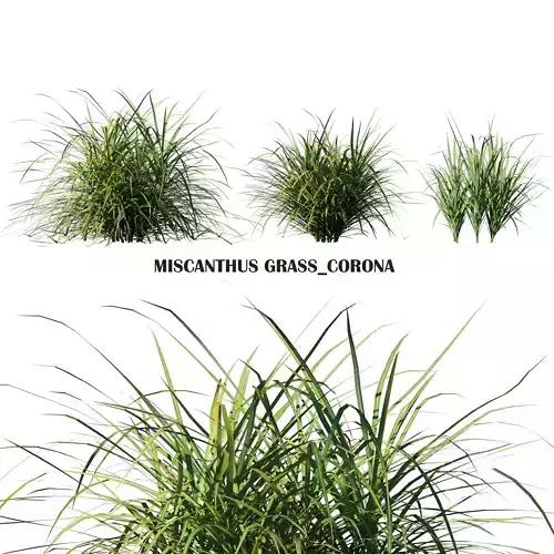Miscanthus Grass