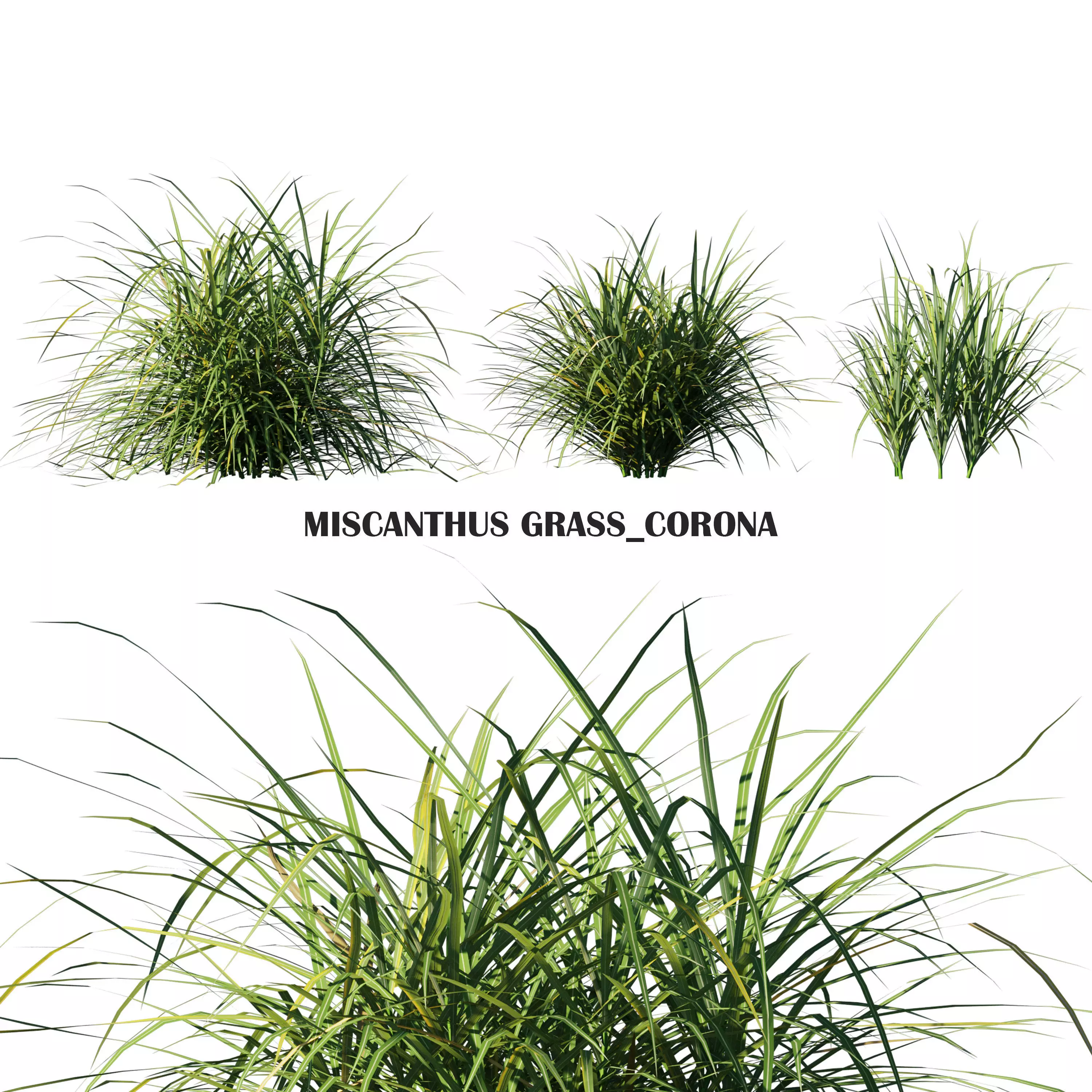 Miscanthus Grass Low-poly 3D model_0