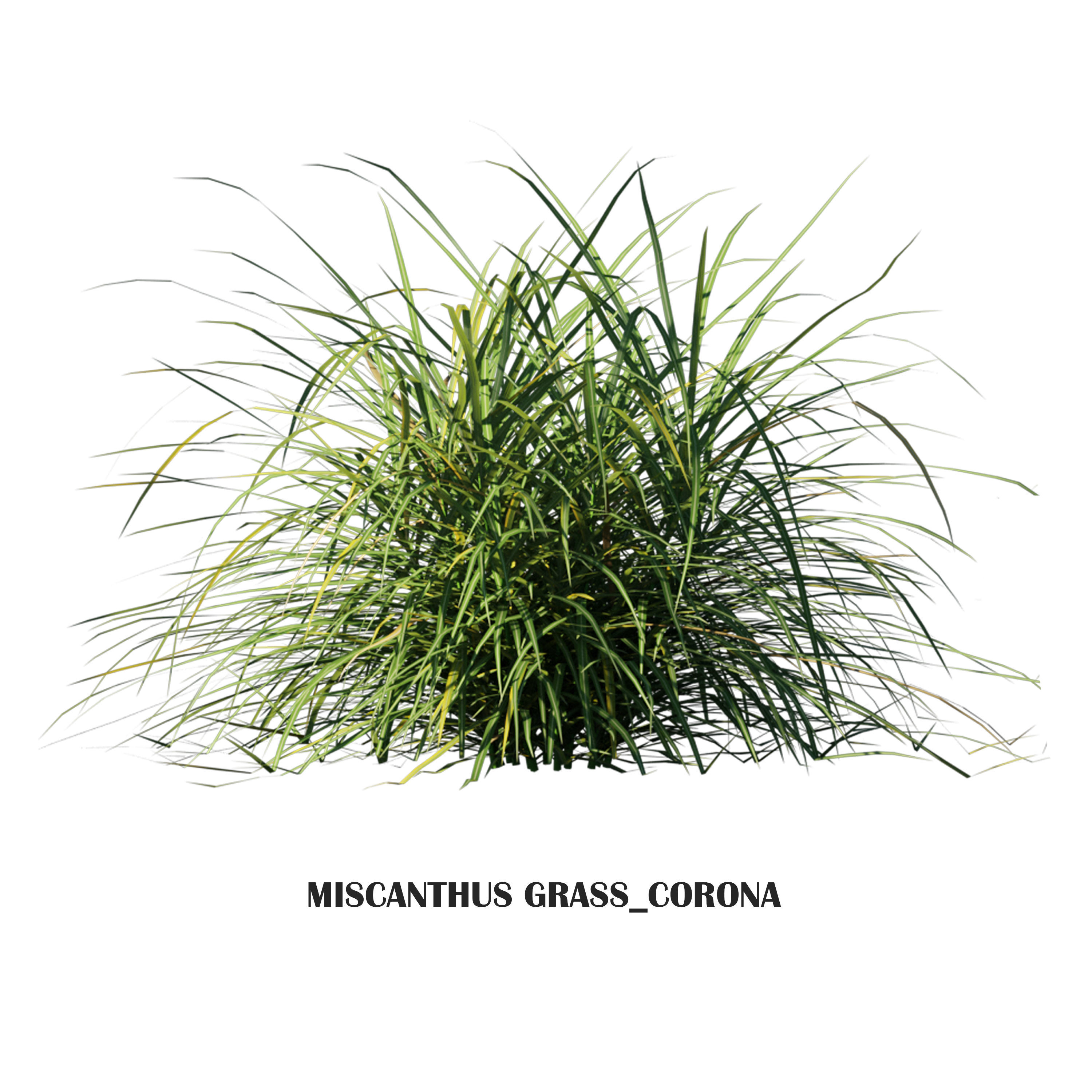 Miscanthus Grass Low-poly 3D model_1