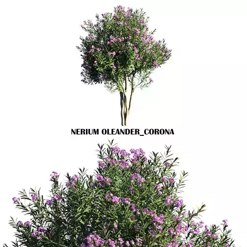 Nerium Oleander 01 Low-poly 3D model