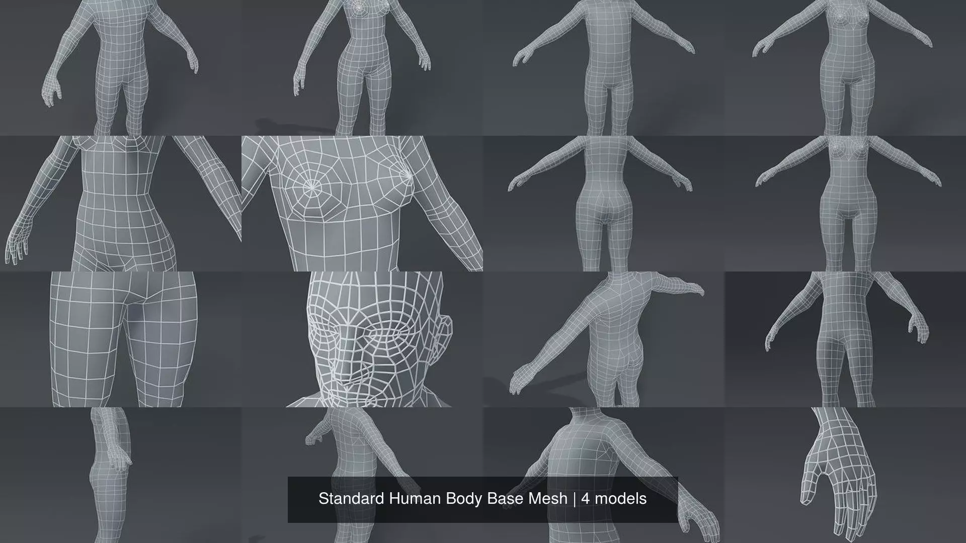 Standard Human Body Base Mesh 3D Model Collection_4