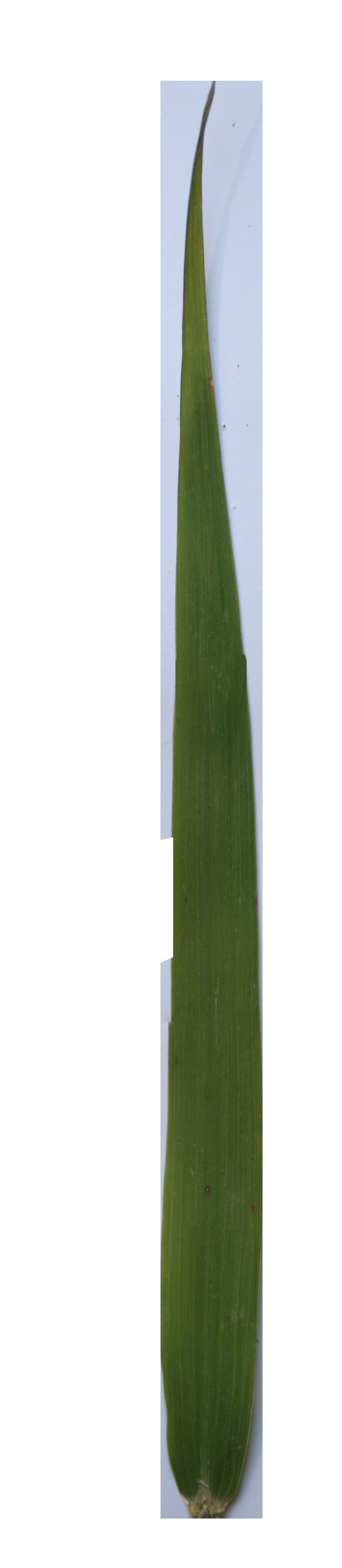 Plant in pot Free 3D model_1