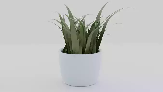 Plant in pot